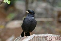 搞笑八哥爆料视频下载大全